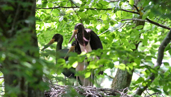 Zwei Störche im Nest