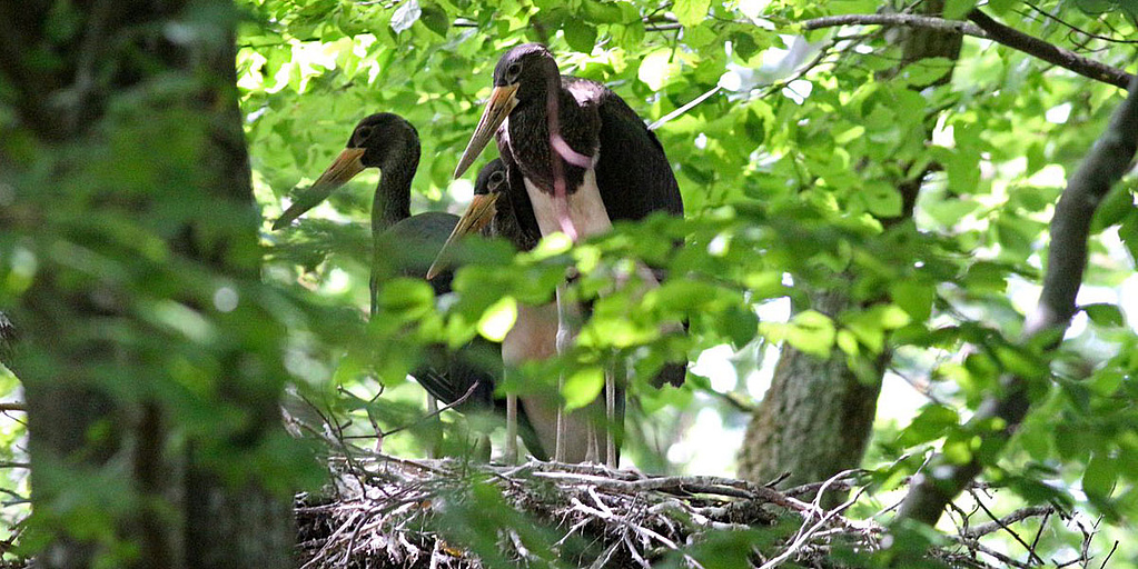 Zwei Störche im Nest