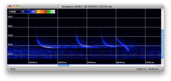 Sonagramm einer Fledermaus