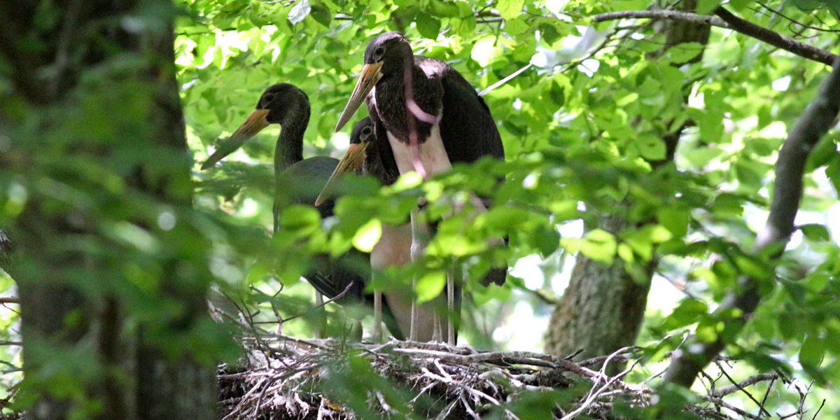 Zwei Störche im Nest